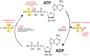 ADP_ATP_cycle